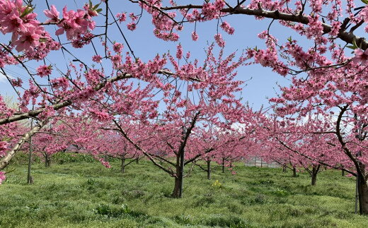 【ふるさと納税】白桃（ 品種 おまかせ ）5kg 秀品 フルーツ 果物 桃 もも 山形 産地直送 お取り寄せ 送料無料 山形県 上山市 0020-2613