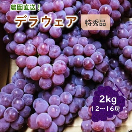 【農園直送！】種無 ぶどう （ デラウェア ）2kg 特秀品 12～16房 山形県 上山市 0044-2404