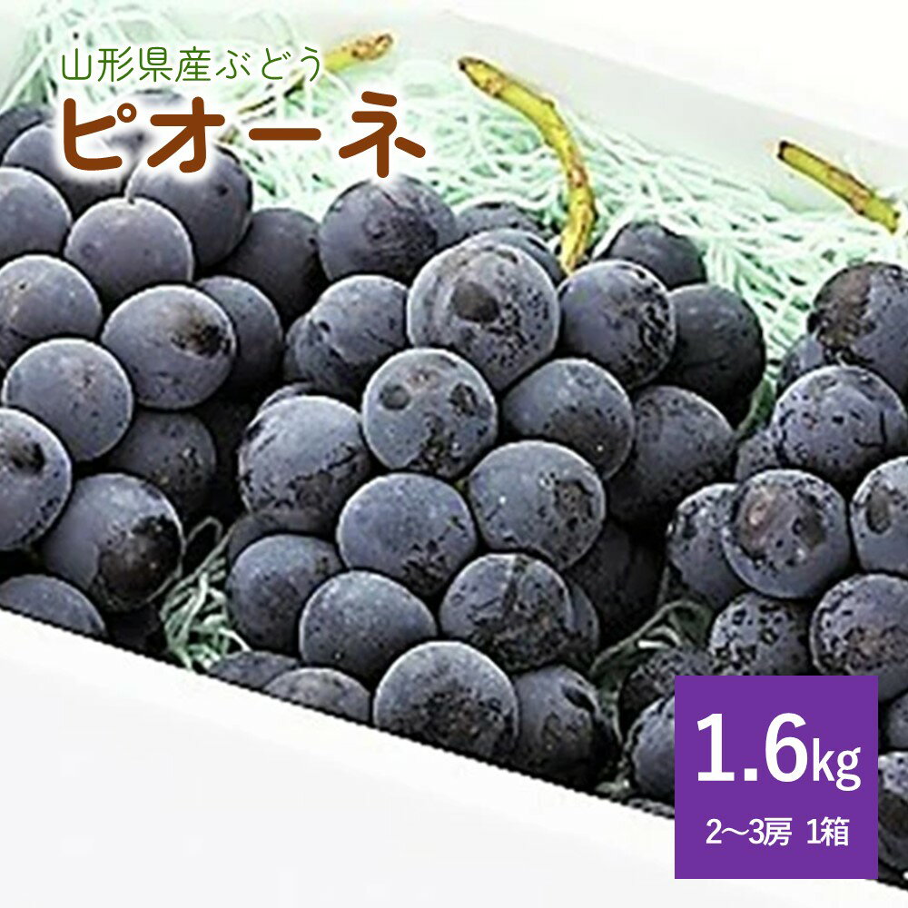 ぶどう ( ピオーネ ) 1.6kg 2〜3房 果物 フルーツ 産地直送 送料無料 お取り寄せグルメ 山形県 上山市