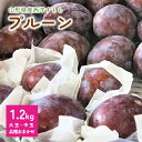 【ふるさと納税】 プルーン 1.2kg 大玉~中玉 品種おまかせ 果物 フルーツ 産地直送 山形 お取り寄せ 送料無料 山形県 上山市 0075-2504