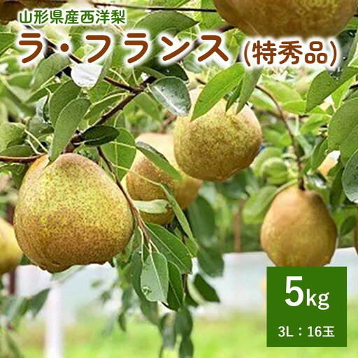 【ふるさと納税】西洋梨 ラ・フランス 5kg 16玉 特秀品 3L サイズ 果物 フルーツ 産地直送 山形 お取り寄せ 送料無料 山形県 上山市 0079-2519 【ふるさと納税】西洋梨 ラ・フランス 5kg 16玉 特秀品 3L サイズ 果物 フルーツ 産地直送 山形 お取り寄せ 送料無料 山形県 上山市 0079-2519