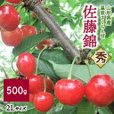  温室 さくらんぼ 佐藤錦 500g 2L サイズ 秀品 山形県 上山市 0112-2402