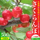 【ふるさと納税】さくらんぼ( 佐藤錦 か 紅秀峰 )500g ご家庭用 果物 フルーツ 山形県 上山市 0112-2601
