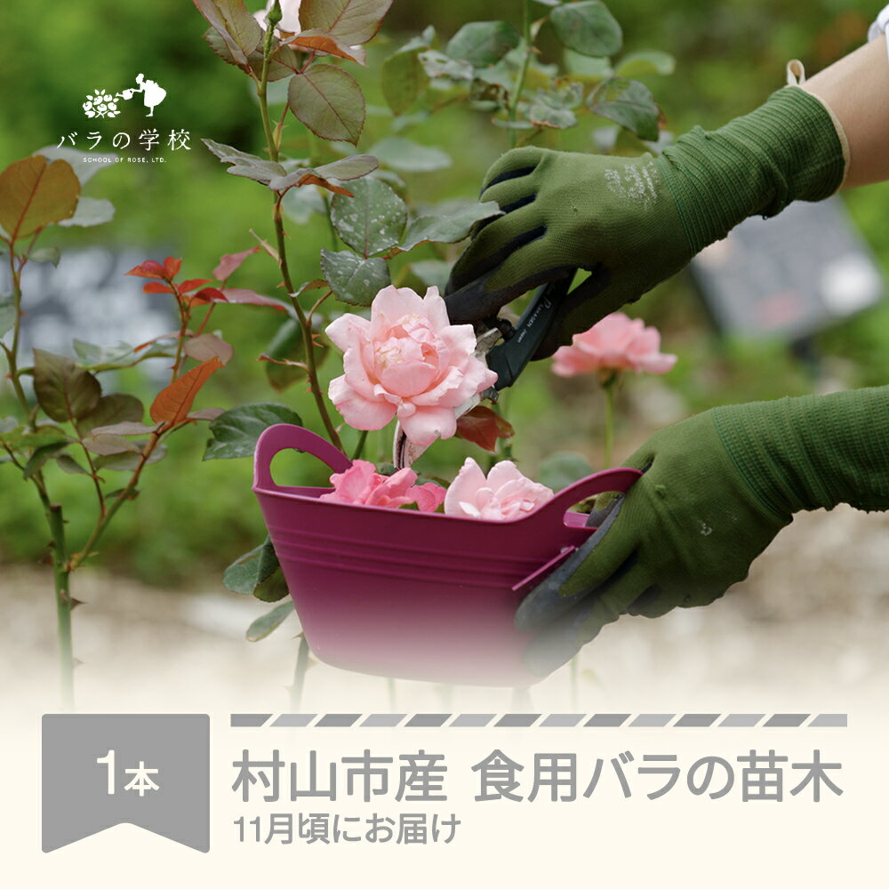 食用バラ苗木 裸苗 1本 バラ 苗 植物 花 薔薇 バラ苗 植物 鑑賞 ローズ ガーデニング 薔薇苗 フラワー 山形県村山市産 送料無料