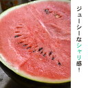 【ふるさと納税】シャリ感抜群!大玉すいか