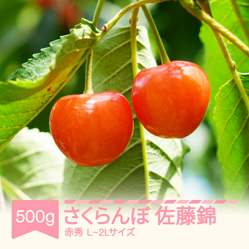 [先行予約]さくらんぼ 佐藤錦 赤秀 500g×1パック 500g L-2L玉 バラ詰 ご家庭用 2026年産 令和8年産 山形県産 送料無料
