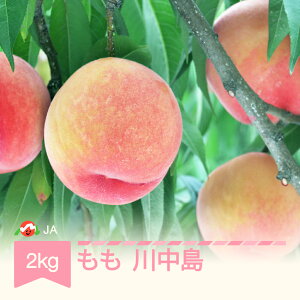 【ふるさと納税】先行予約 もも 桃 川中島 約2kg 令和7年産 2025年産 果物 送料無料 ja-moknx2