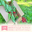 【ふるさと納税】枝付きさくらんぼ 2本 紅さやか パックセット 300g 2025年 令和7年 ku-che2s300