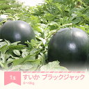 【ふるさと納税】【先行予約】 すいか ブラックジャック 1玉入り 6~8kg 2026年産 令和8年産 山形県産 送料無料 ※沖縄・離島への配送不可