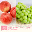 【ふるさと納税】【先行予約】 白桃 秀品&シャインマスカット 詰め合わせ 品種おまかせ 約2kg 令和7年産 2025年産 山形県産 果物 送料無料 ns-fs...