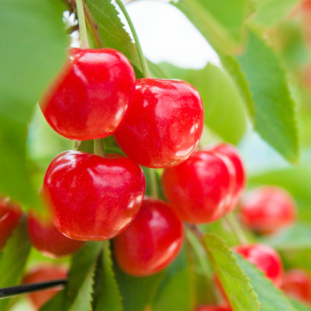 アイテムID:667918の画像3枚目