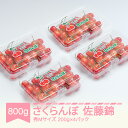 【ふるさと納税】先行予約 さくらんぼ 佐藤錦 秀Mサイズ 800g (200gx4パック) フードパック 2025年産 令和7年産 山形県産 送料無料 サクラン...