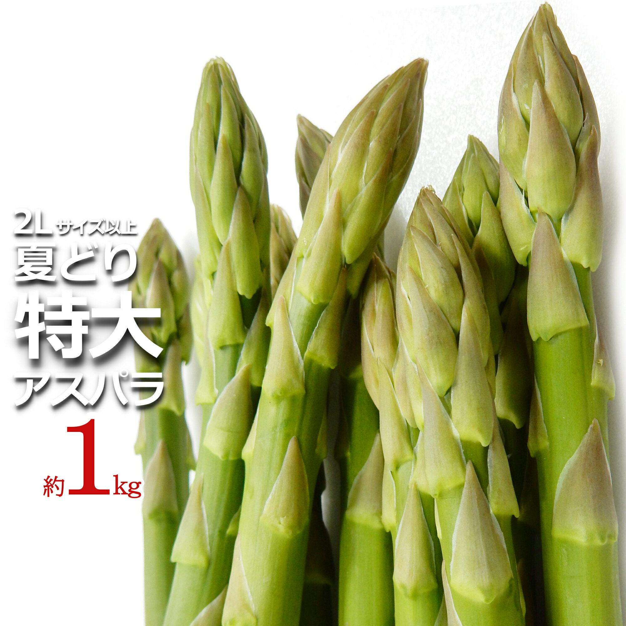 1位! 口コミ数「1件」評価「5」新鮮 特大 夏 旬 アスパラ 約1kg ＼ 太い ＆ 甘い 2L サイズ 以上 ／ 夏採り アスパラガス ミネラルや ビタミン が豊富な お･･･ 