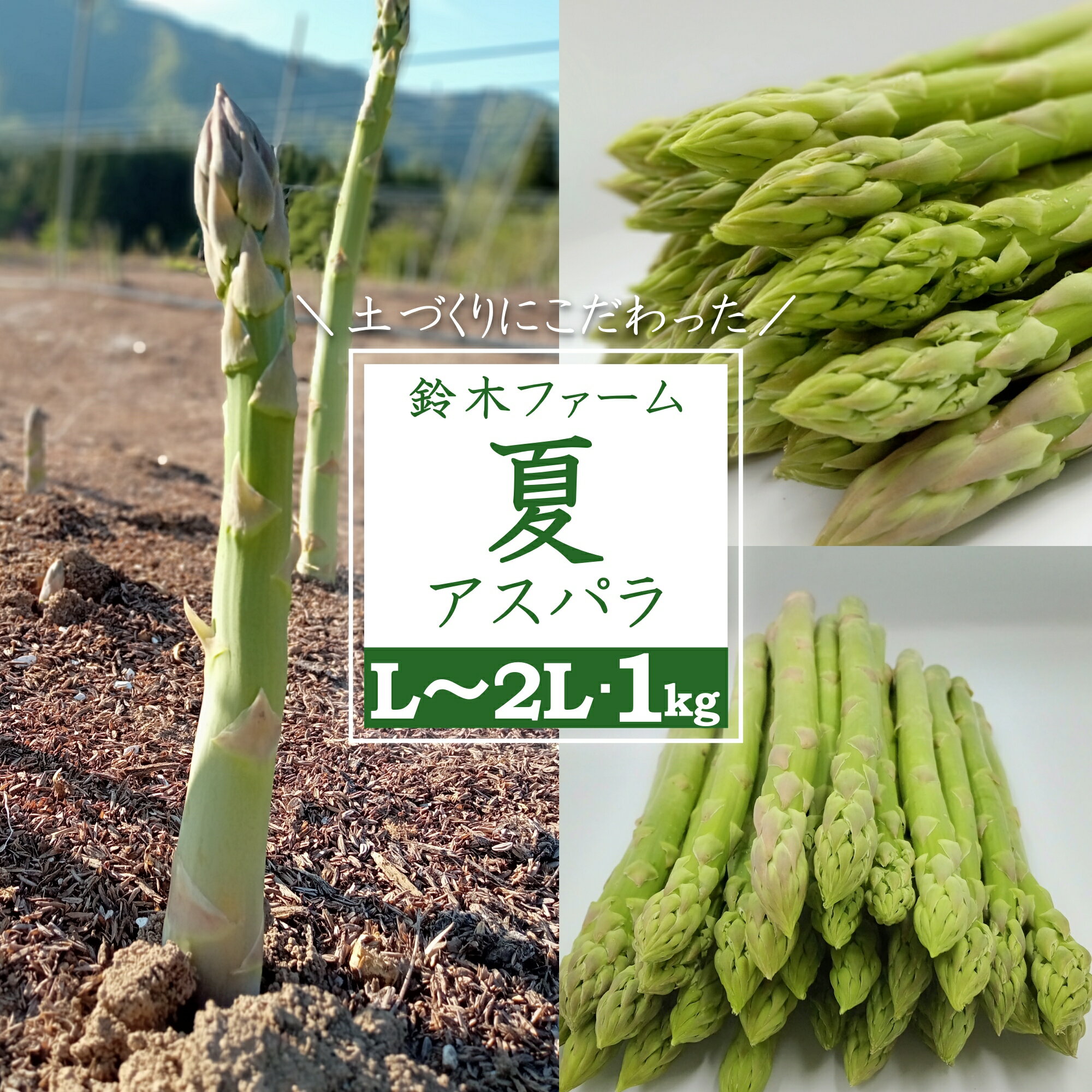 鈴木農園 自慢の 夏 旬 アスパラ 1kg ＼ 太い & 甘い L〜2L サイズ /こだわりの『根づくり』で 栄養 と 甘み が 凝縮された おいしい アスパラガス は 炒め物 や サラダ 天ぷら など 様々な お料理 で活躍! [2024年7月〜9月発送]_H117(R6)