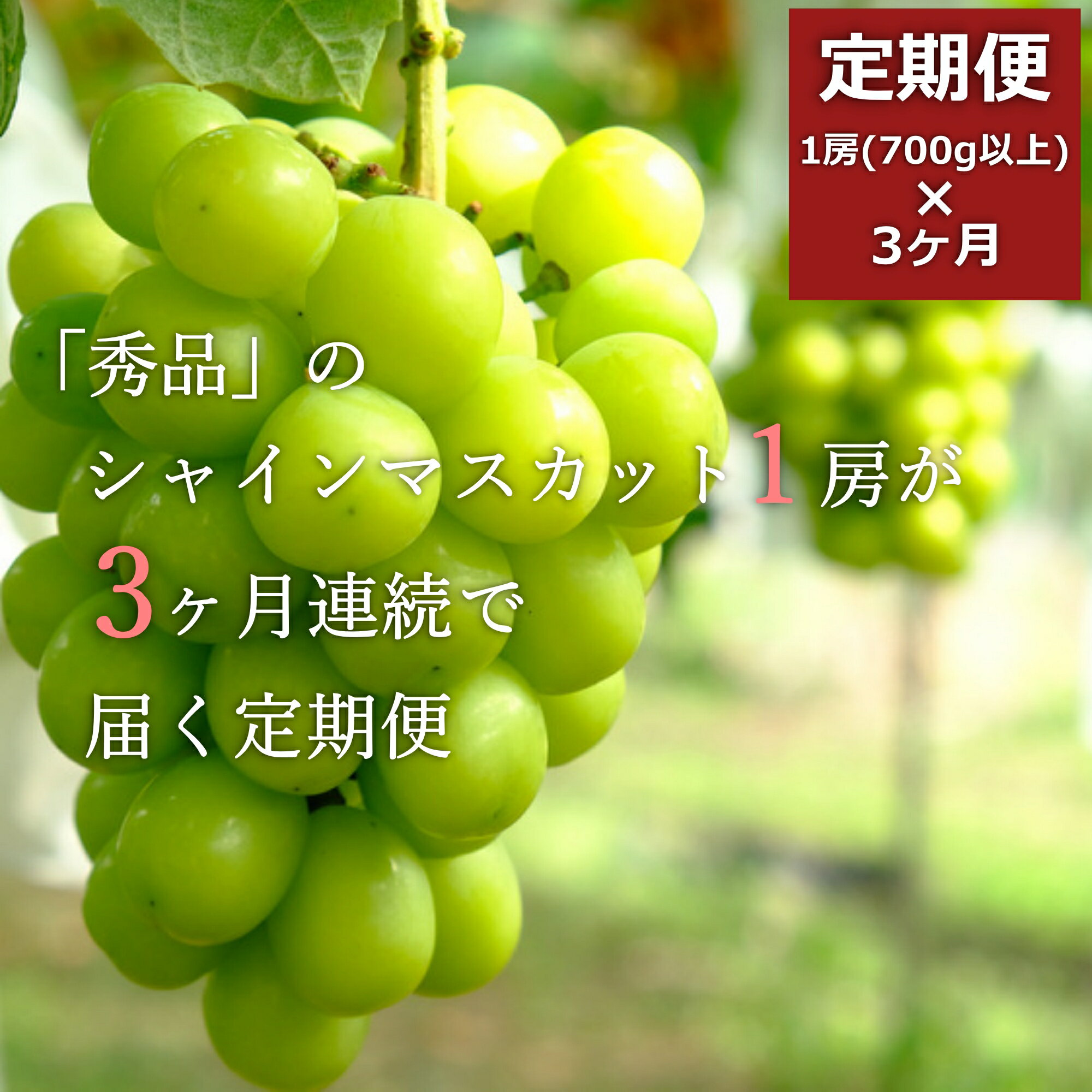 44位! 口コミ数「2件」評価「5」【2024年9月～11月発送分先行受付】【定期便3ヶ月】「秀品」シャインマスカット700g以上(1房)×3ヶ月_H106(R6)