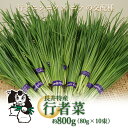 【ふるさと納税】長井特産行者菜約800g（80g×10束）・レシピ本セット_H100(R6)