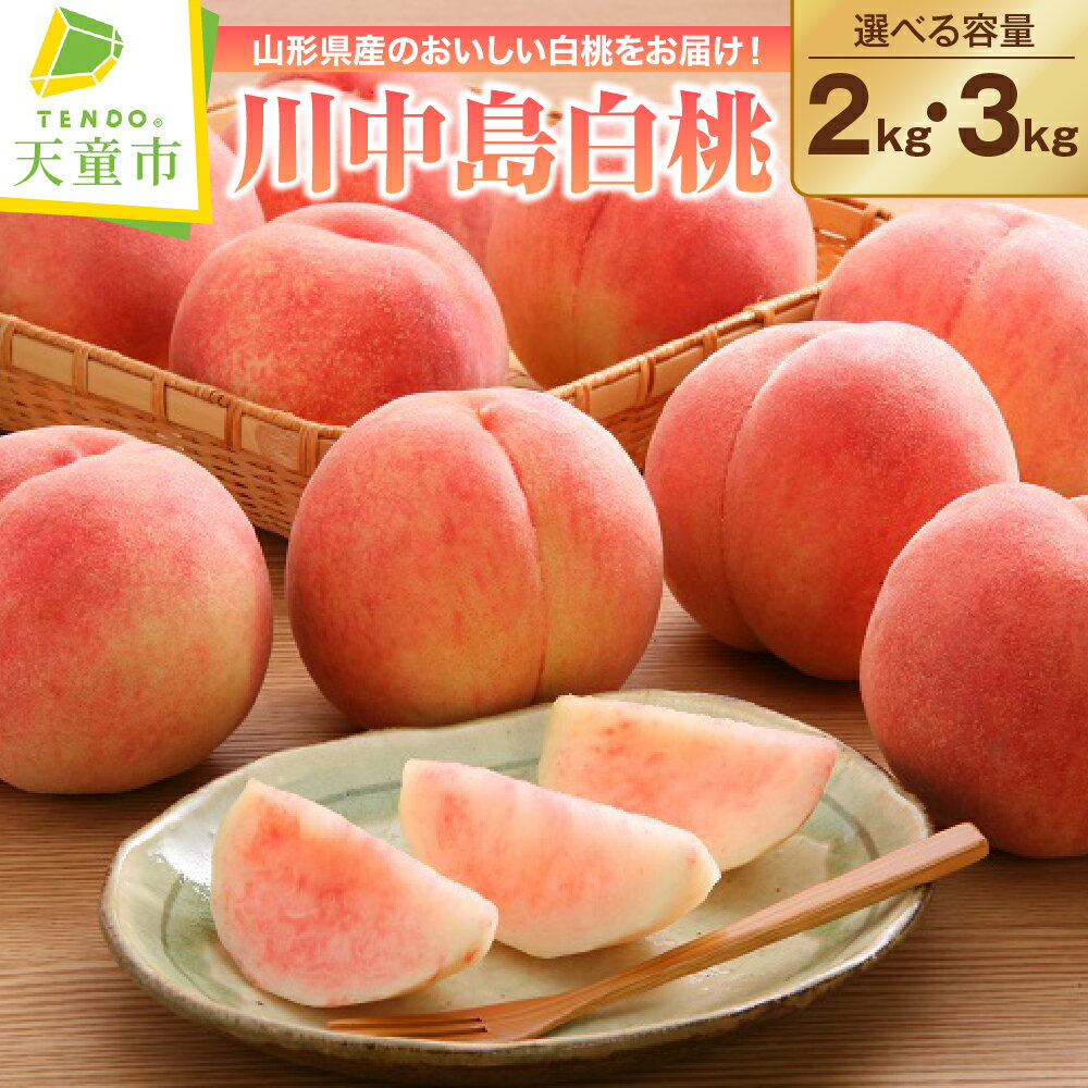 もも ( 川中島白桃 ) 2kg / 3kg 山形県産 桃 白桃 果物 フルーツ 秀品 2kg 4〜9玉 / 3kg 6〜14玉 ご家庭用 のし 贈答 ギフト おすそ分け 旬 夏 秋 期間限定 冷蔵便 送料無料 先行予約 [ 山形県 天童市 ]