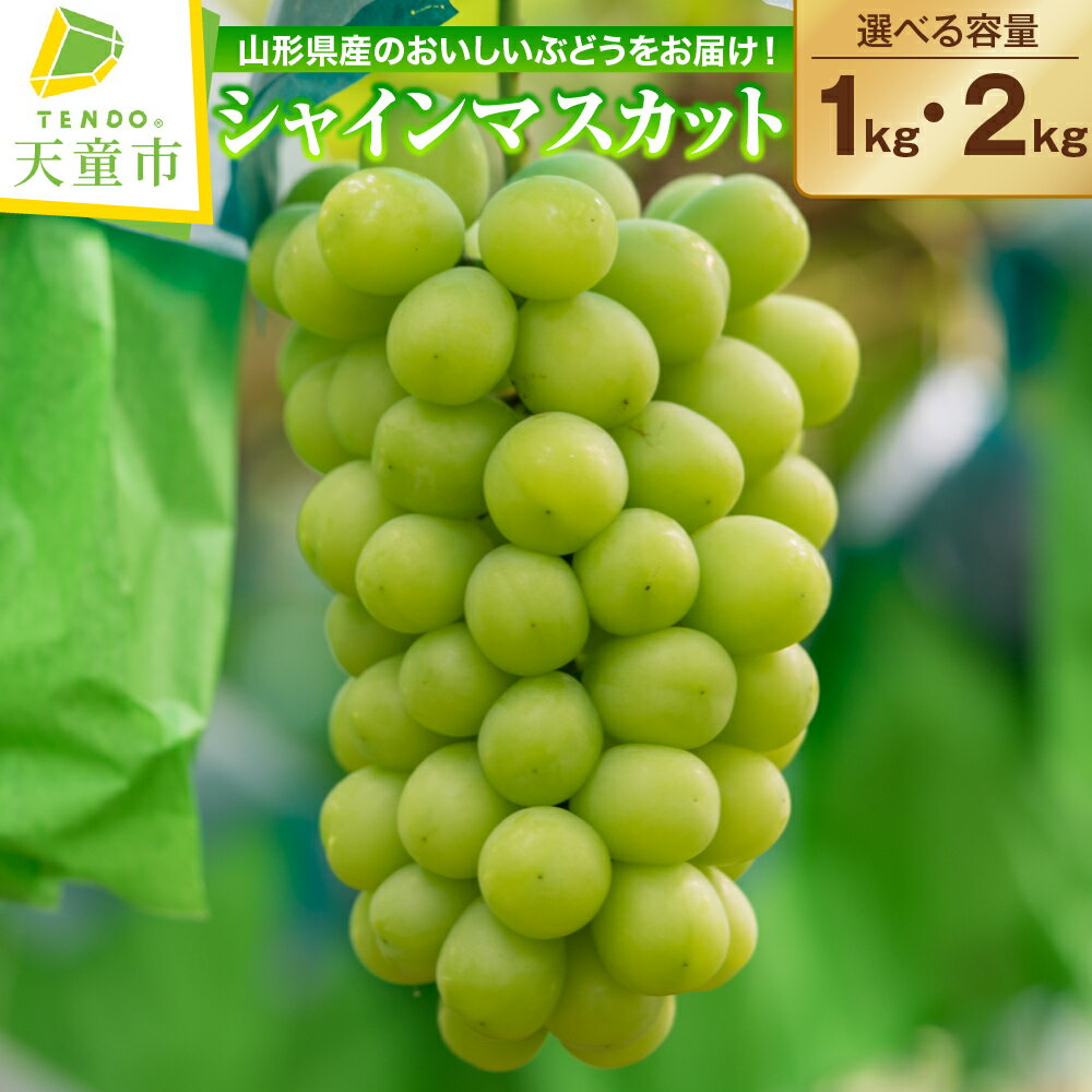 ぶどう ( シャインマスカット ) 1kg / 2kg 山形県産 ぶどう ブドウ 葡萄 果物 フルーツ 秀品 1房;500g以上 ご家庭用 のし 贈答 ギフト プレゼント おすそ分け 旬 秋 期間限定 冷蔵便 送料無料 先行予約 [ 山形県 天童市 ]