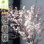 【ふるさと納税】 正月用 啓翁桜 春のお便り 初春 冬に咲く桜 12月下旬 発送 お正月 飾り のし 贈答 ギフト プレゼント 送料無料 【 山形県 天童市 】 10,000円