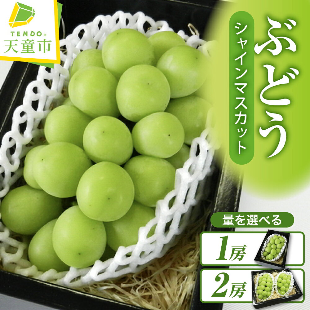 【ふるさと納税】ぶどう ( シャインマスカット ) 選べる 1房 / 2房 令和8年産 先行予約 2026年 山形県..