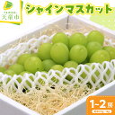 【ふるさと納税】 ぶどう ( シャインマスカット ) 1~2房 山形県産 ぶどう ブドウ 葡萄 果物 フルーツ 800g~1kg ご家庭用 のし 贈答 ギフト プレゼント おすそ分け 旬 秋 期間限定 冷蔵便 送料無料 先行予約 【 山形県 天童市 】