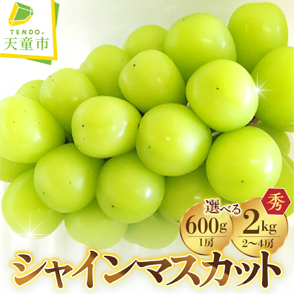 ぶどう ( シャインマスカット ) 選べる 1房 / 2〜4房 令和8年産 先行予約 2026年 山形県産 葡萄 果物 フルーツ 葡萄 のし 贈答 ギフト プレゼント おすそ分け 秋 旬 期間限定 冷蔵便 送料無料 産地直送 お取り寄せ[ 山形県 天童市 ]