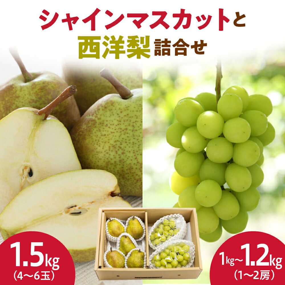 シャインマスカット と 西洋梨 詰合せ 2.5kg 令和8年産 先行予約 2026年 ぶどう 種なし 梨 人気 おすすめ フルーツ 果物 くだもの 山形 お取り寄せ 産地直送 送料無料 [ 山形県 天童市 ]