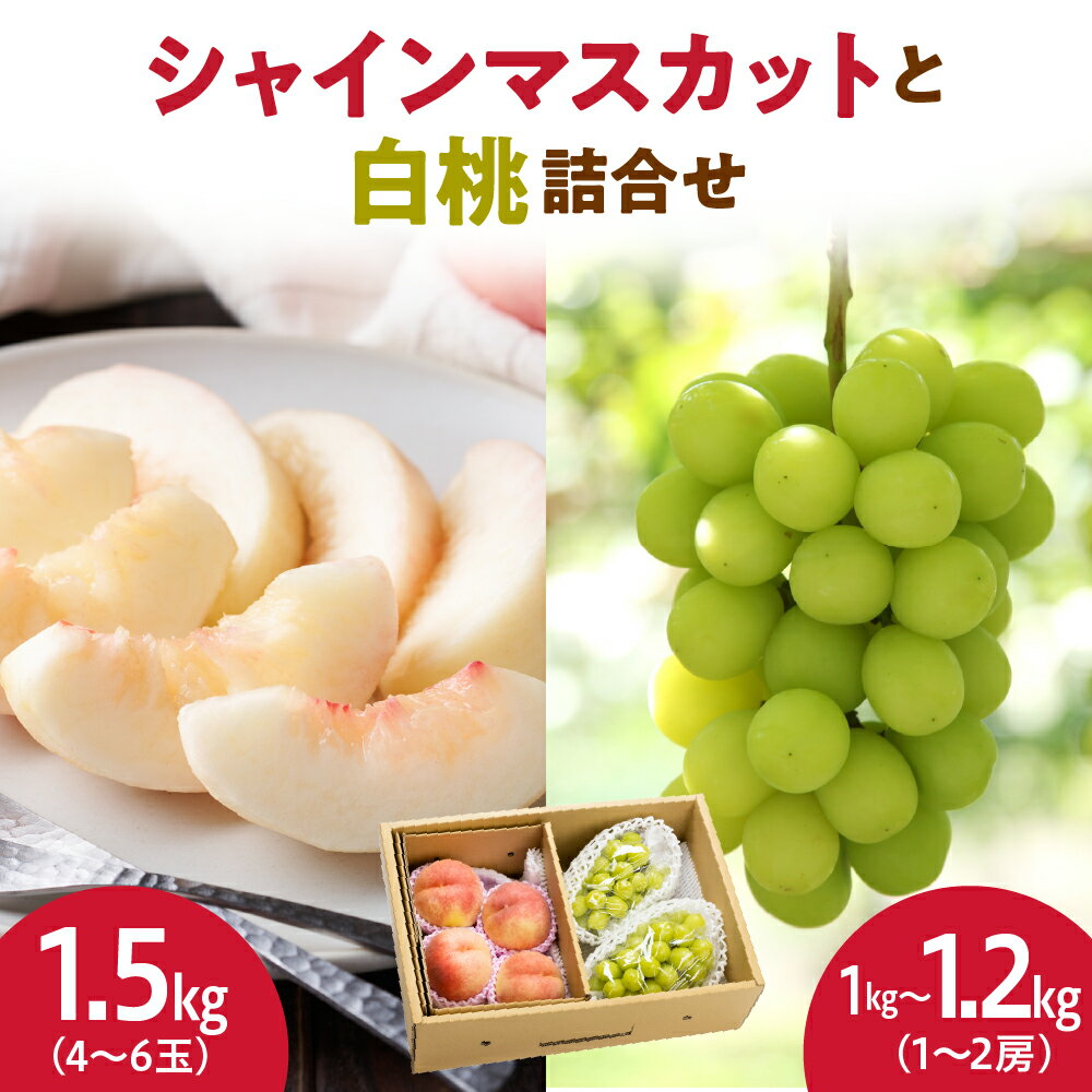 シャインマスカット と 白桃 詰合せ 2.5kg 令和8年産 先行予約 2026年 ぶどう 桃 人気 おすすめ フルーツ 果物 くだもの 山形 お取り寄せ 食べ比べ 産地直送 送料無料 [ 山形県 天童市 ]