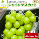【ふるさと納税】 ぶどう ( シャインマスカット ) 約600g / 1.2kg / 2kg 山形県産 ぶどう ブドウ 葡萄 果物 フルーツ 秀品 1房;600...