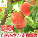 【ふるさと納税】 もも ( あかつき ) 2kg / 3kg 山形県産 桃 白桃 果物 フルーツ 秀品 2kg 5~7玉 / 3kg 8~12玉 のし 贈答 ギフト おすそ分け 旬 夏 秋 期間限定 常温便 冷蔵便 送料無料 先行予約 【 山形県 天童市 】