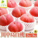 【ふるさと納税】もも ( 川中島白桃 ) 2kg / 3kg 山形県産 桃 白桃 果物 フルーツ 秀品 2kg 5~7玉 / 3kg 8~12玉 ご家庭用 のし 贈答 ギフト おすそ分け 旬 夏 秋 期間限定 常温便 または 冷蔵便 送料無料 先行予約 【 山形県 天童市 】