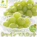 【ふるさと納税】ぶどう ( シャインマスカット ) 1.2kg 山形県産 ぶどう ブドウ 葡萄 果物 フルーツ 秀品 1~3房 ご家庭用 のし 贈答 ギフト プレゼント おすそ分け 旬 秋 期間限定 冷蔵便 送料無料 先行予約 【 山形県 天童市 】