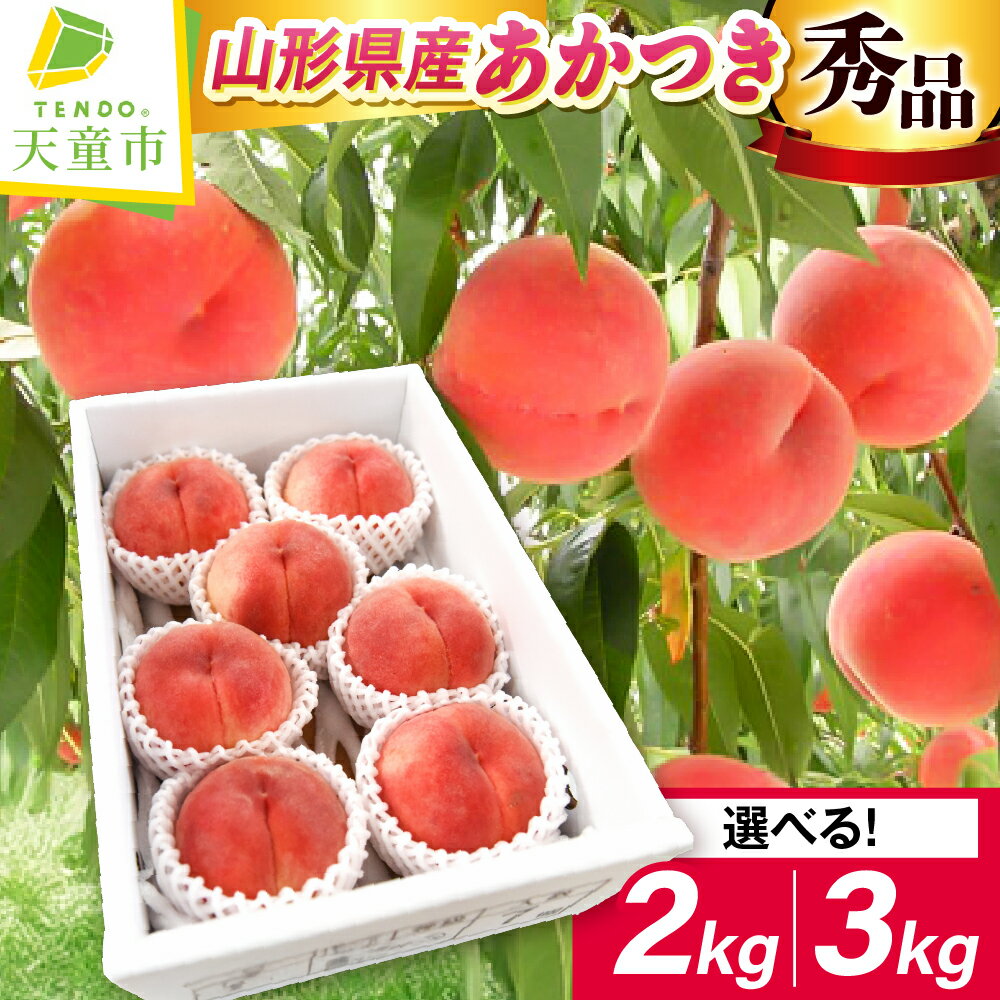 【ふるさと納税】 もも ( あかつき ) 2kg / 3kg 山形県産 桃 白桃 果物 フルーツ 秀品 大玉 糖度13度以上 2kg 6〜8玉 / 3kg 8〜12玉 のし 贈答 ギフト おすそ分け 旬 夏 秋 期間限定 冷蔵便 送料無料 先行予約 【 山形県 天童市 】のサムネイル