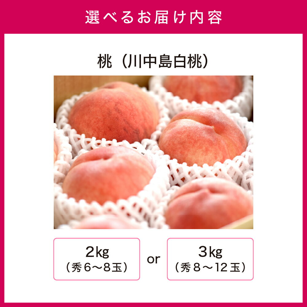 【ふるさと納税】 もも ( 川中島白桃 ) 選べる 2kg / 3kg 秀品 大玉 糖度13度以上 令和8年産 先行予約 2026年 山形県産 桃 白桃 果物 フルーツ のし 贈答 ギフト おすそ分け 期間限定 冷蔵便 送料無料 産地直送 お取り寄せ 【 山形県 天童市 】