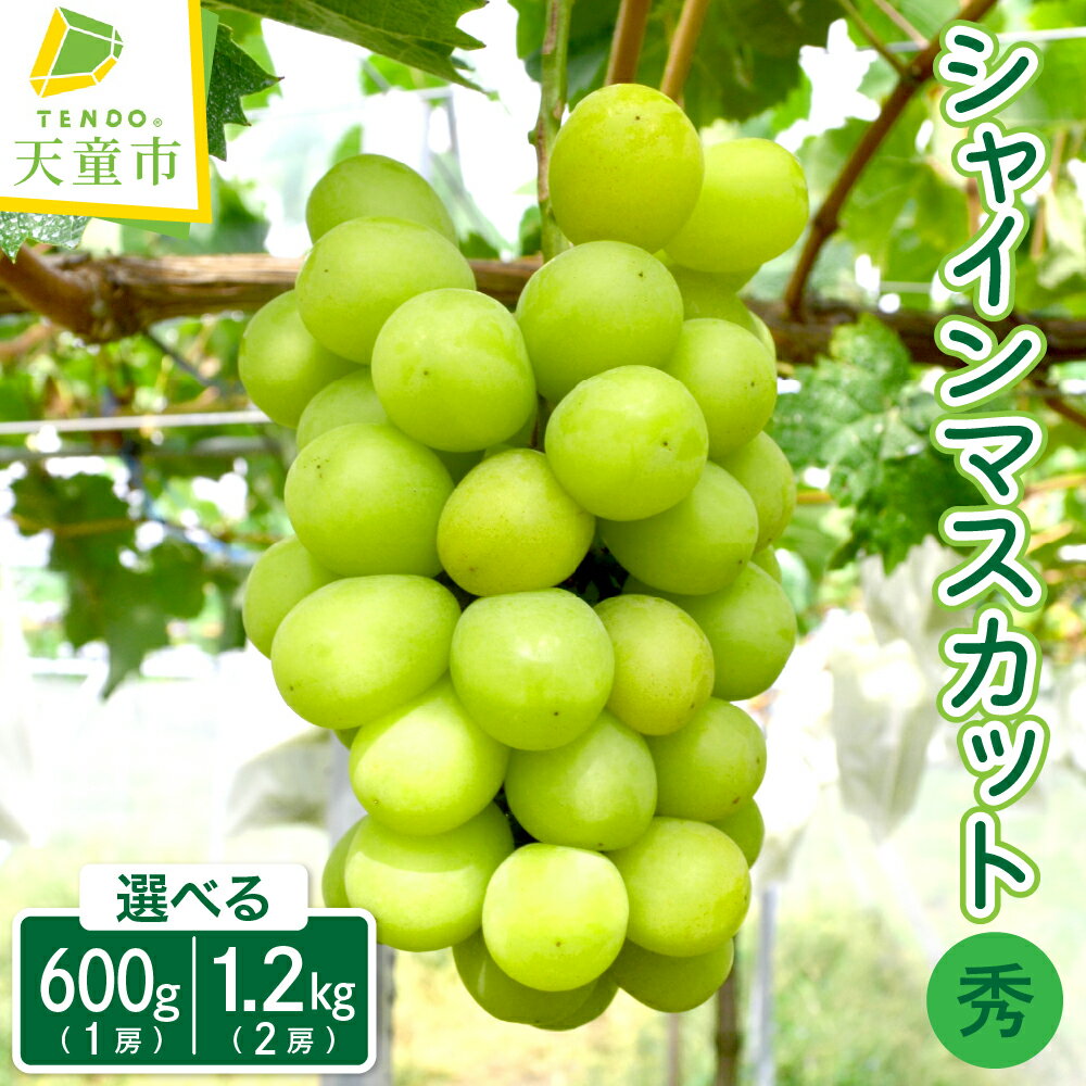 ぶどう ( シャインマスカット ) 1房 / 2房 山形県産 ぶどう ブドウ 葡萄 果物 フルーツ 秀品 1房 600g / 2房 1.2kg ご家庭用 のし 贈答 ギフト おすそ分け 旬 秋 期間限定 冷蔵便 送料無料 先行予約 [ 山形県 天童市 ]