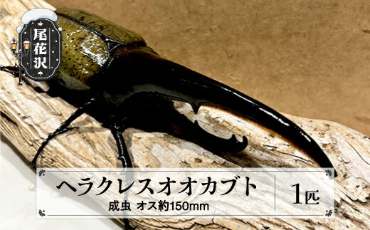 尾花沢市産 昆虫の王様 ヘラクレスオオカブト カブトムシ オス 成虫 1匹 約150mm kb-blham150