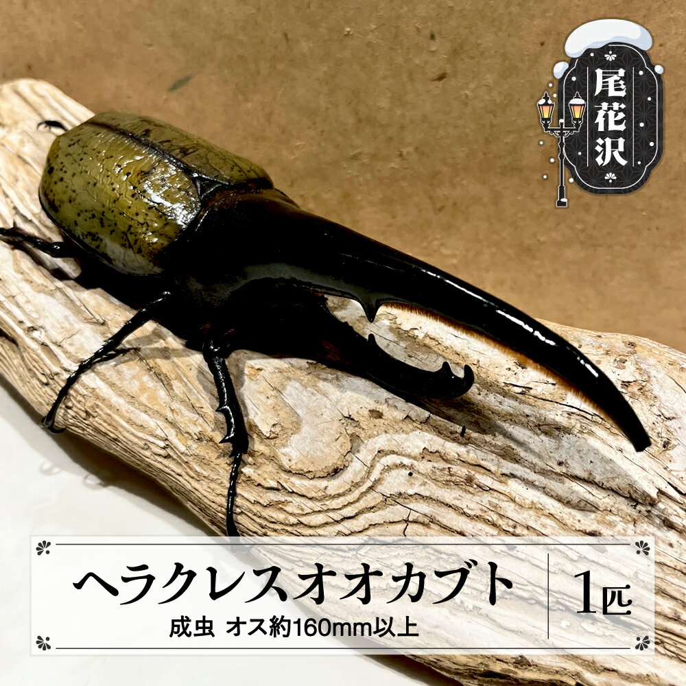 【ふるさと納税】尾花沢市産 昆虫の王様 ヘラクレスオオカブト カブトムシ オス 成虫 1匹 約160mm kb-blham160