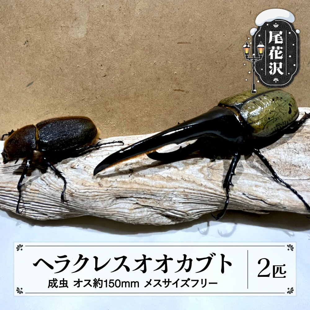 尾花沢市産 昆虫の王様 ヘラクレスオオカブト カブトムシ オス メス ペア 成虫 2匹 約150mm kb-blhap150