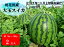 【ふるさと納税】《2020年産予約》尾花沢産大玉スイカ×2個(7月下旬〜8月上旬頃発送)