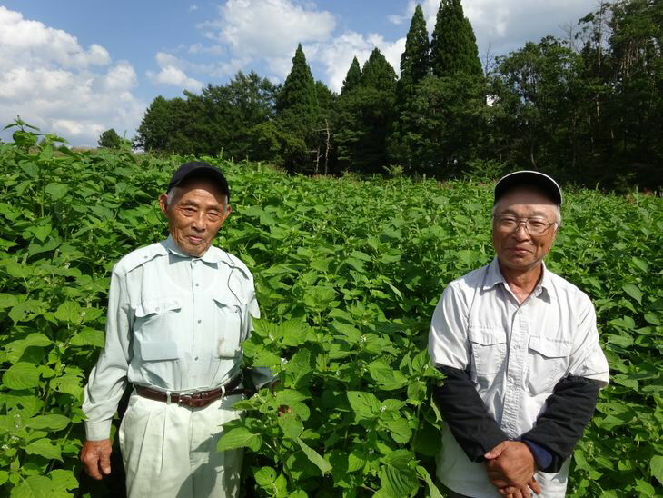 【ふるさと納税】尾花沢産えごま入パスタ・黒えごま油セット[国産調味料・低温圧搾・自然栽培・スパゲッティ・荏胡麻・エゴマ・送料無料]《028H》