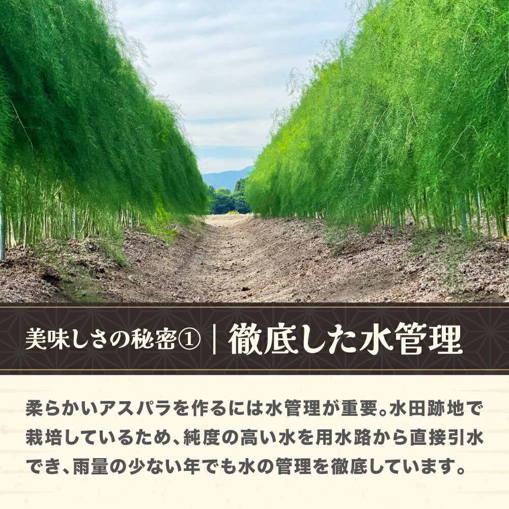 【ふるさと納税】夏採り 銀山アスパラガス Lサイズ 2kg 7月上旬~順次発送 2025年産 令和7年産 グリーンアスパラ 山形県尾花沢市産 nk-vga1n2離島への配送不可
