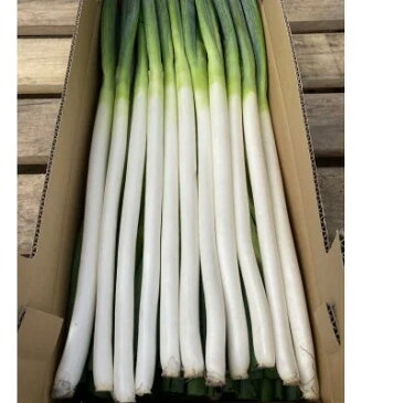【ふるさと納税】尾花沢産ねぎ Lサイズ 2.5kg (約22本)