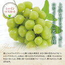 【ふるさと納税】 【令和6年産先行予約】 シャインマスカット 600g前後 (1房) 《令和6年9月中旬～発送》 『漆山果樹園』 ぶどう ブドウ 山形県 南陽市 [811] 3