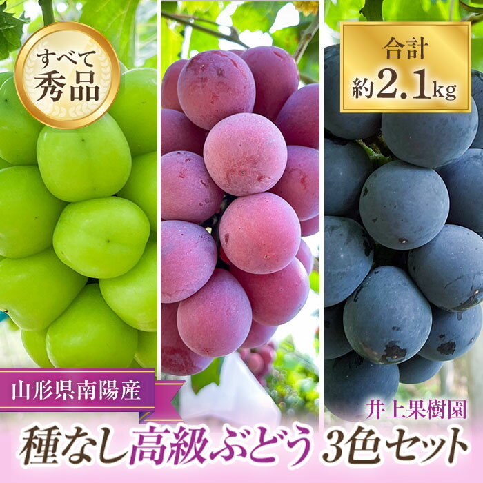 [令和6年産先行予約] 種なし高級ぶどう3色セット 計約2.1kg [令和6年9月中旬〜発送] 『いのうえ果樹園』 ぶどう 果物 フルーツ デザート 食べ比べ 山形県 南陽市 [1023]