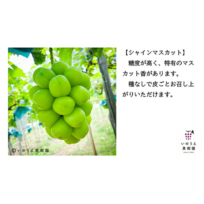 【ふるさと納税】 【令和6年産先行予約】 種なし高級ぶどう3色セット 計約2.1kg 《令和6年9月中旬～発送》 『いのうえ果樹園』 ぶどう 果物 フルーツ デザート 食べ比べ 山形県 南陽市 [1023]