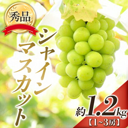 【令和6年産先行予約】 シャインマスカット 約1.2kg (1～3房 秀) 《令和6年9月下旬～11月中旬発送》 『フードシステムズ』 山形県 南陽市 [902-R6]