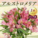 12位! 口コミ数「0件」評価「0」 JA アルストロメリア [ピンク系] 1束 (10本入り) 『JA山形おきたま』 山形県 南陽市 [950]