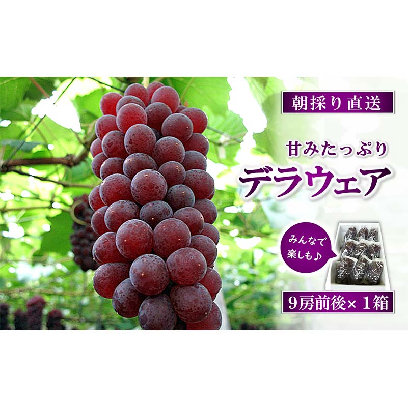 [令和6年産先行予約] 朝どりデラウェア 1箱 (9房前後入り) [令和6年7月中旬〜発送] 『漆山果樹園』 デラウェア ぶどう 種なし 朝どり 新鮮 果物 フルーツ デザート 予約 山形県 南陽市 [661]