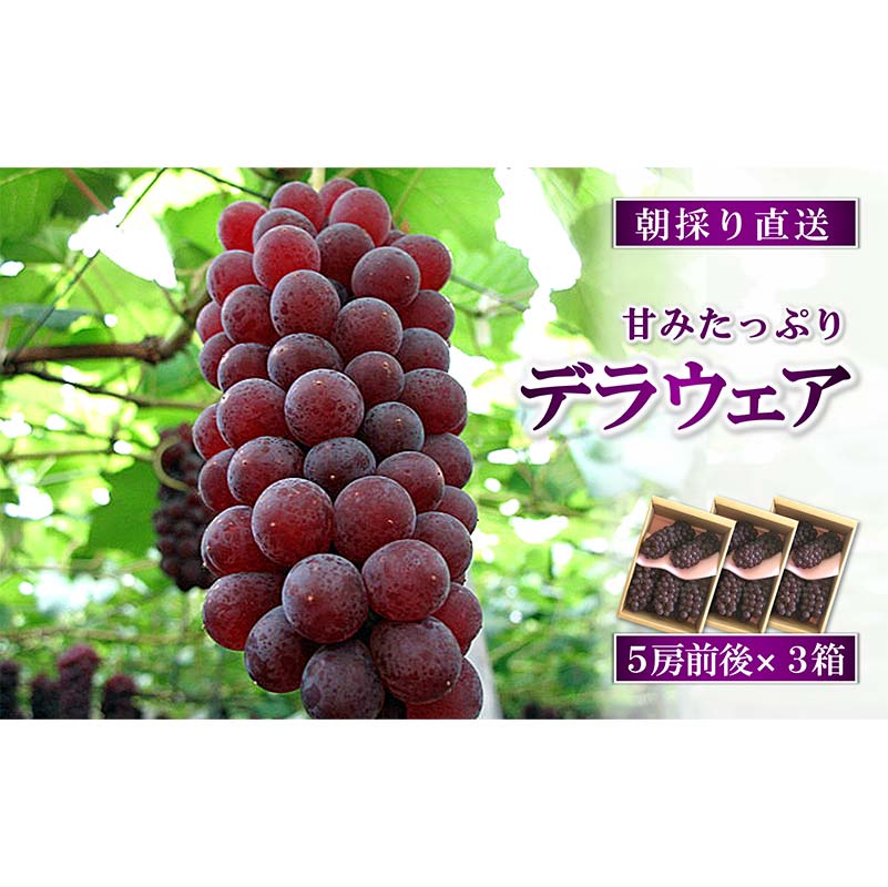 【令和6年産先行予約】 朝どりデラウェア 3箱 (1箱5房前後入り) 《令和6年7月中旬～》 『漆山果樹園』 デラウェア ぶどう 種なし 朝どり 新鮮 果物 フルーツ デザート 予約 山形県 南陽市 [703]