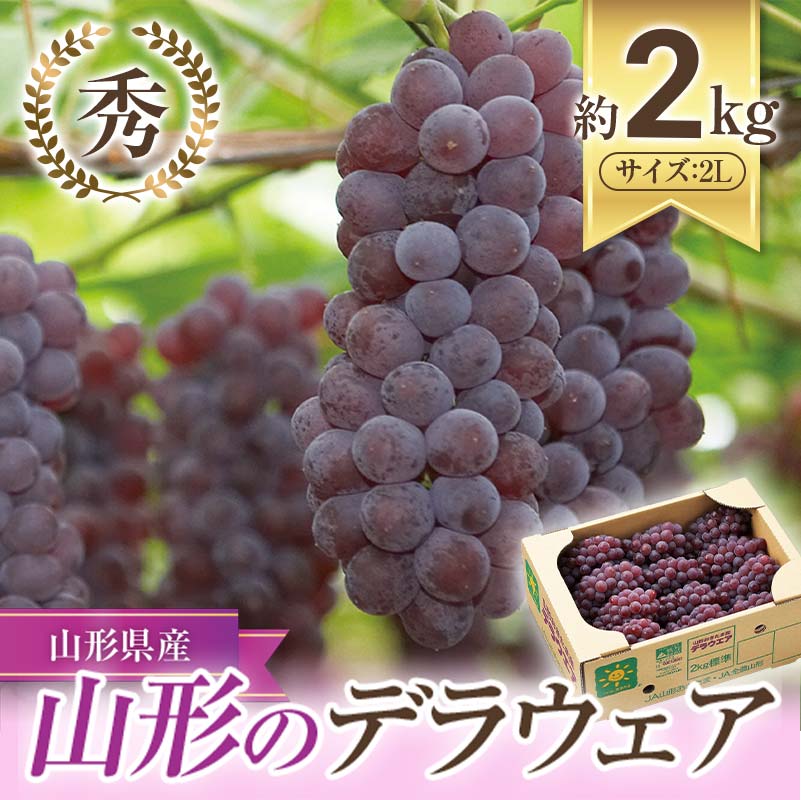 【ふるさと納税】JA デラウェア 約2kg (秀・2L) 《令和5年7月下旬〜8月下旬》 山形県 南陽市 921のサムネイル